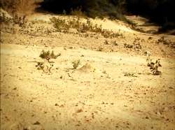 خیلی خیلی کوچک (1) (لانه مورچه ها)